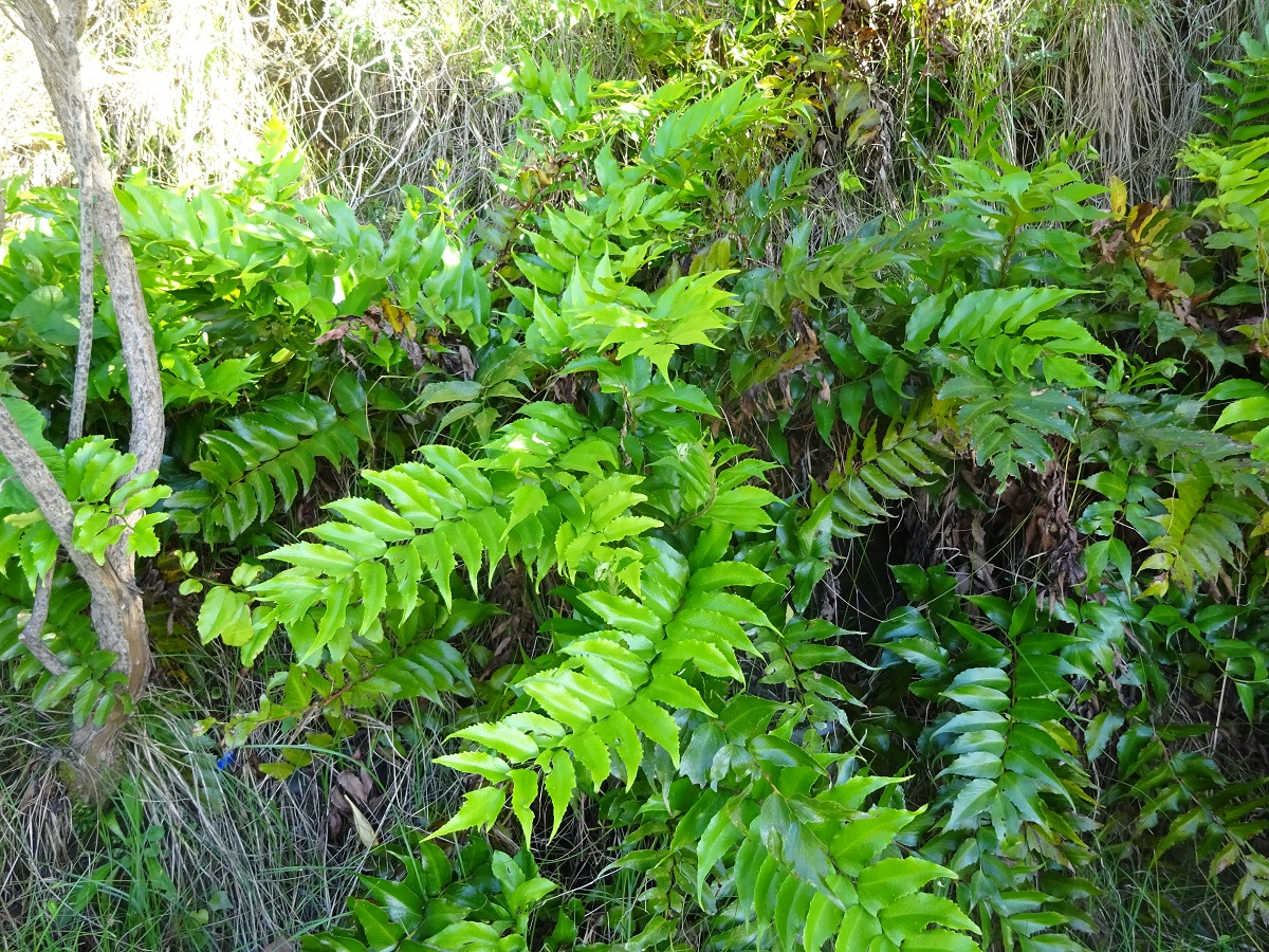 Cyrtomium falcatum (Dryopteridaceae)